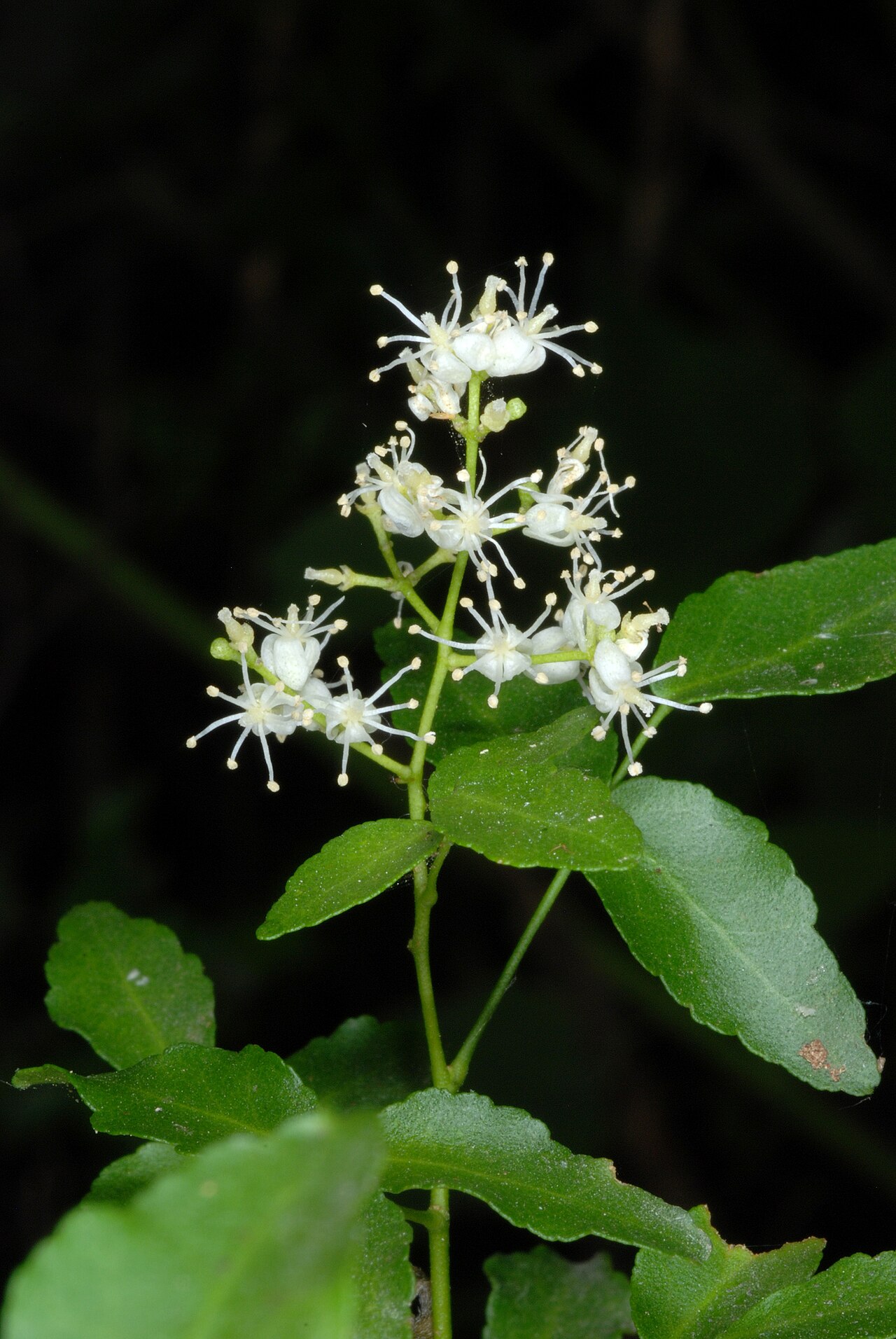 Texas torchwood: Amyris texana