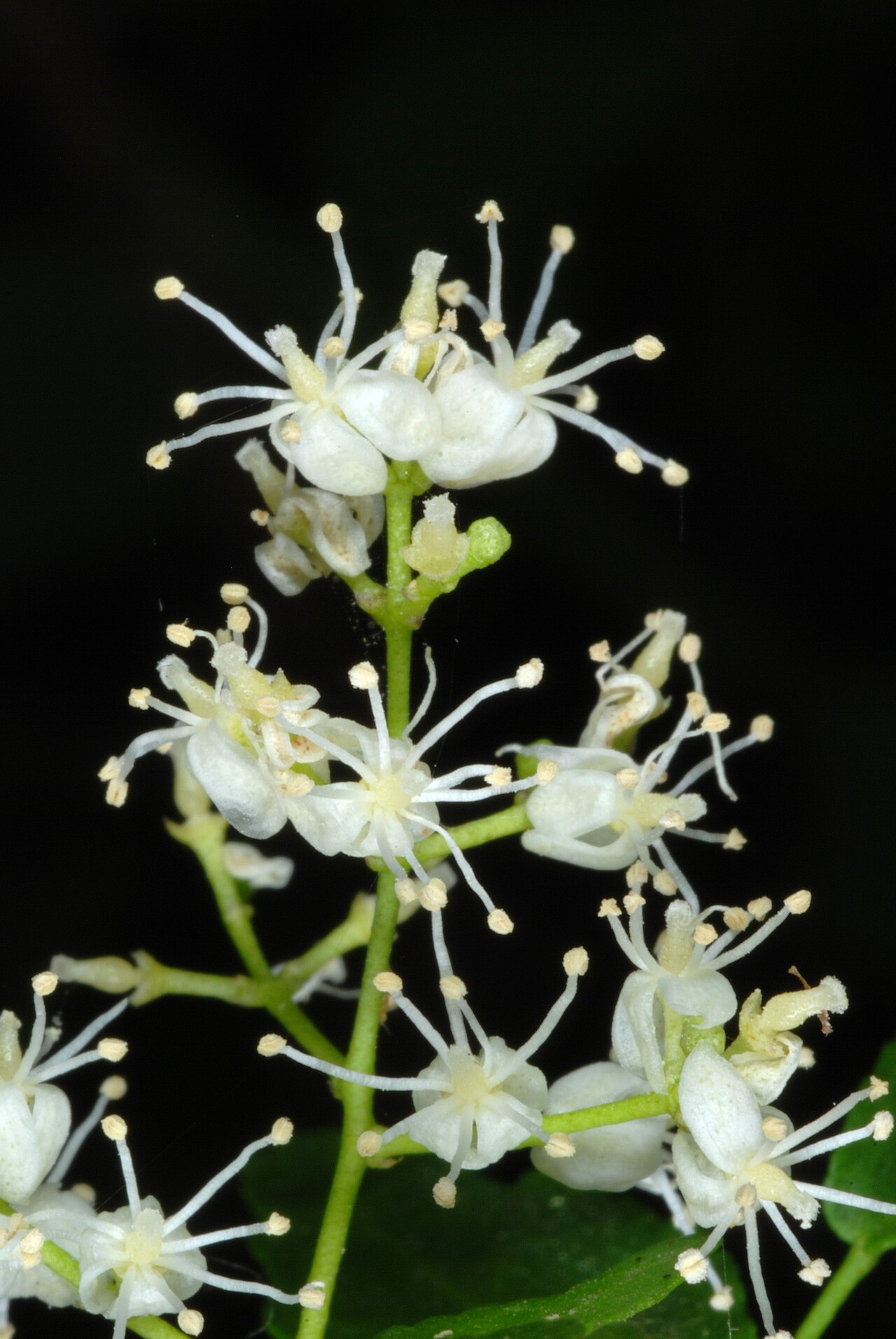 Texas torchwood: Amyris texana