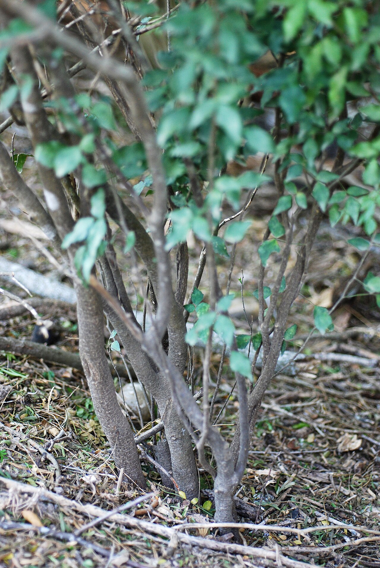 Texas torchwood: Amyris texana