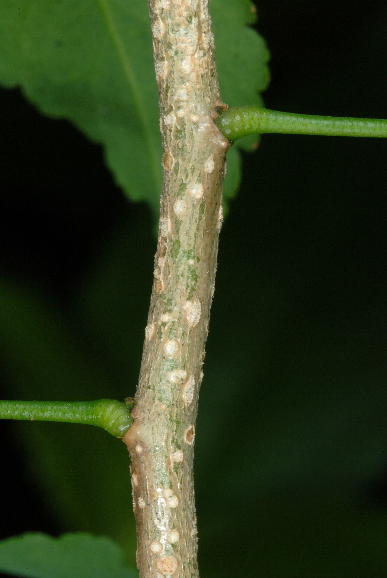 Texas torchwood: Amyris texana