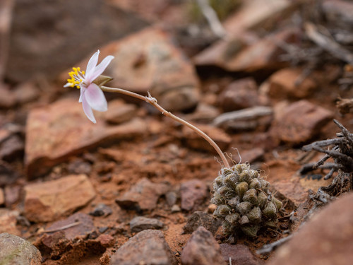 Anacampseros albidiflora (Anacampseros albidiflora)