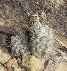 Anacampseros albidiflora (Anacampseros albidiflora)
