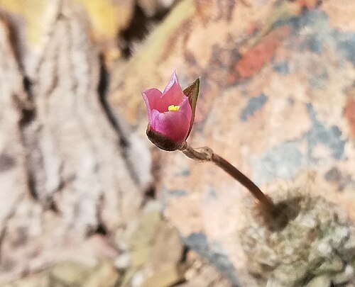 Anacampseros albidiflora: Anacampseros albidiflora (pink flowered form). Detail of a newly opening flower.