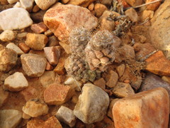 Anacampseros albidiflora (Anacampseros albidiflora)