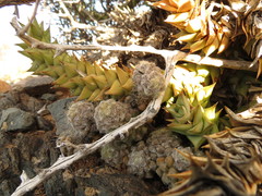Anacampseros albidiflora (Anacampseros albidiflora)