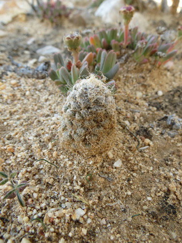 Anacampseros albidiflora (Anacampseros albidiflora)