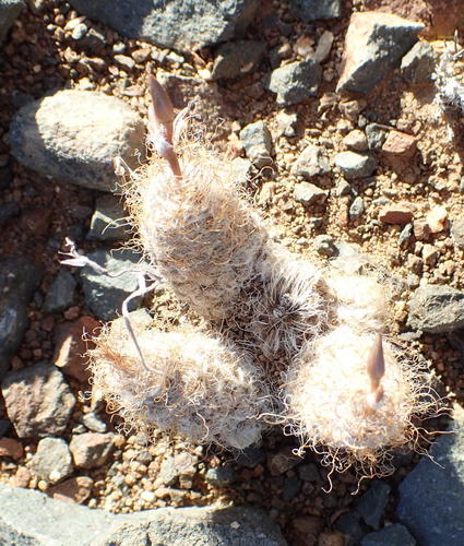 Anacampseros albidiflora (Anacampseros albidiflora)