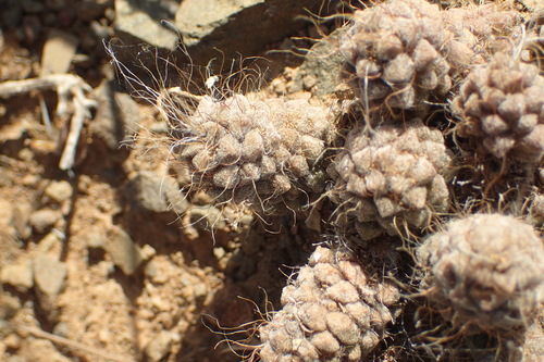 Anacampseros albidiflora (Anacampseros albidiflora)