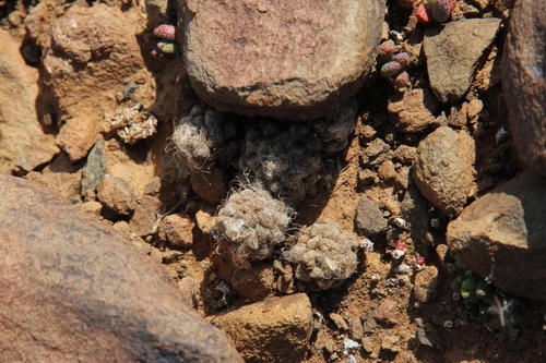 Anacampseros albidiflora (Anacampseros albidiflora)