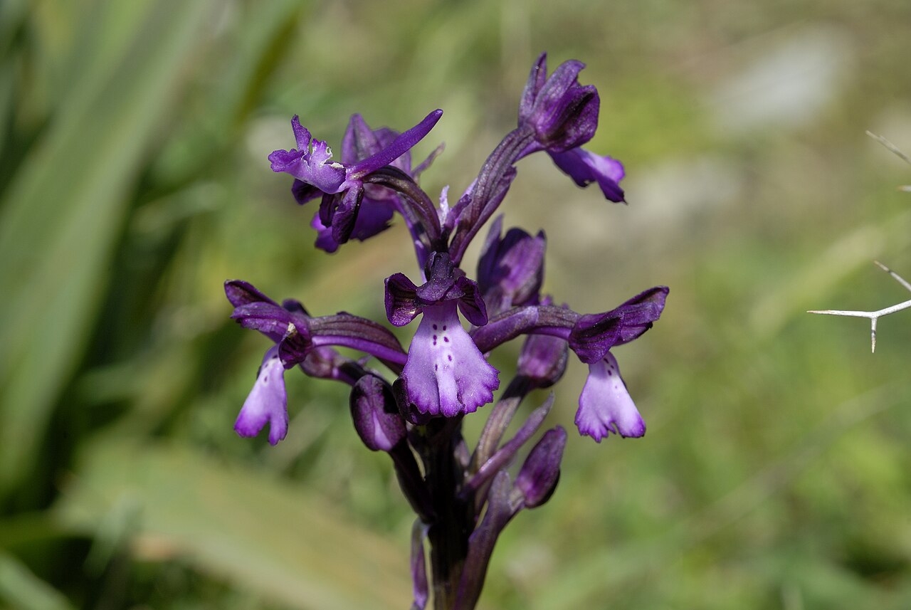 Bory's anacamptis: Orchis boryi Gerakari/Crete