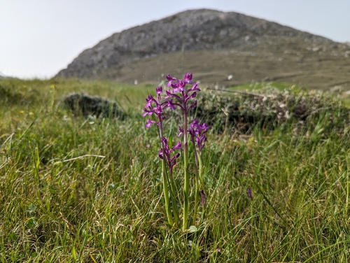 Bory's anacamptis (Anacamptis boryi)