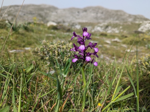 Bory's anacamptis (Anacamptis boryi)