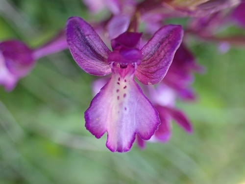 Bory's anacamptis (Anacamptis boryi)
