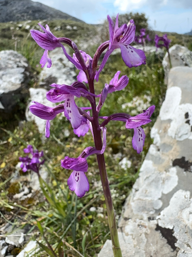 Bory's anacamptis (Anacamptis boryi)