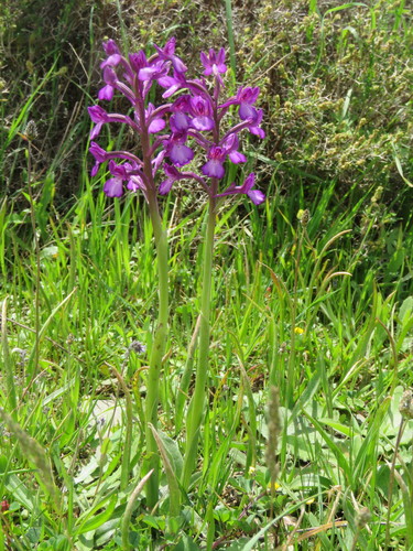 Bory's anacamptis (Anacamptis boryi)