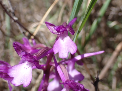 Bory's anacamptis (Anacamptis boryi)