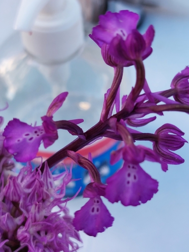 Bory's anacamptis (Anacamptis boryi)