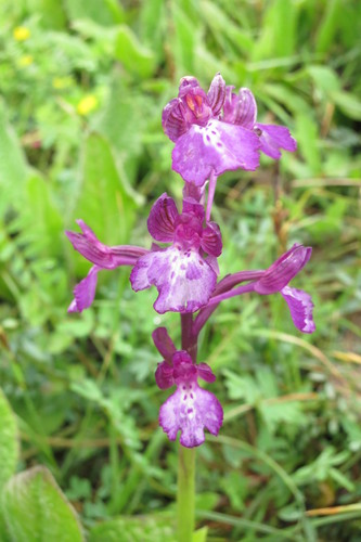 Bory's anacamptis (Anacamptis boryi)