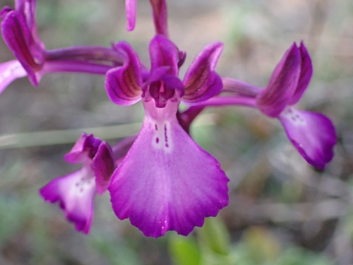 Bory's anacamptis (Anacamptis boryi)