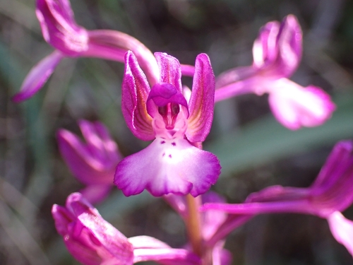 Bory's anacamptis (Anacamptis boryi)