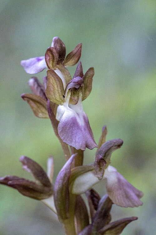 Anacamptis collina: Anacamptis collina , Kreta