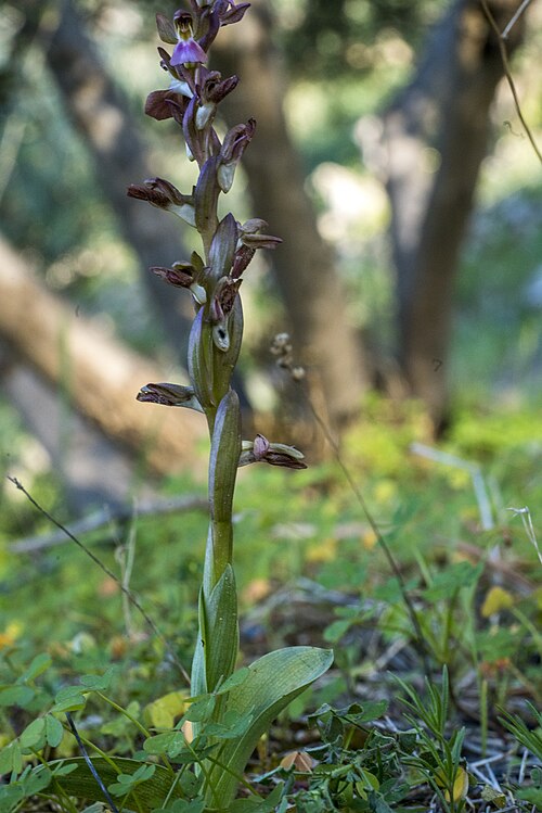 Anacamptis collina: Anacamptis collina , Kreta