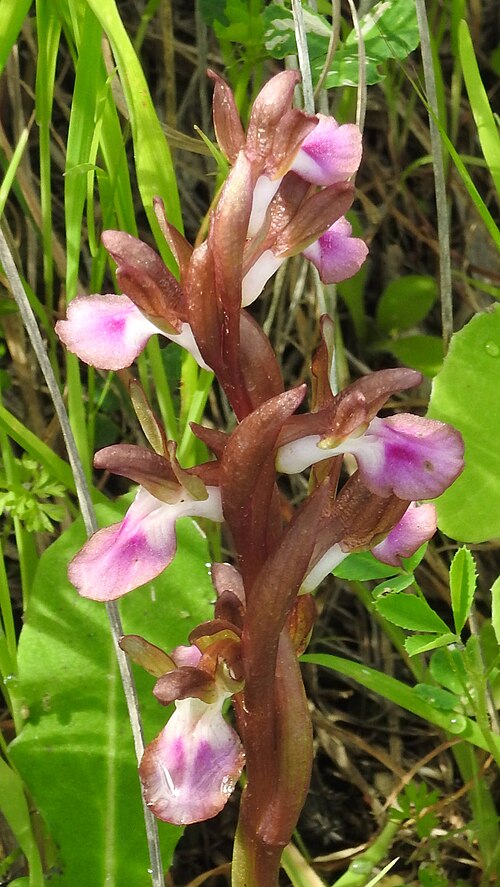 Anacamptis collina: Anacamptis collina at the Strada Provinciale 12 in the area SSW of Lago Olivo, Sicily, Italy