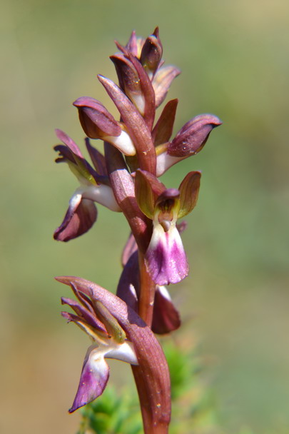 Anacamptis collina: Anacamptis collina