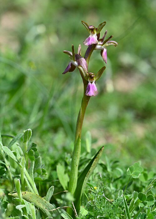Anacamptis collina: Anacamptis collina in Quentar, Andalusia