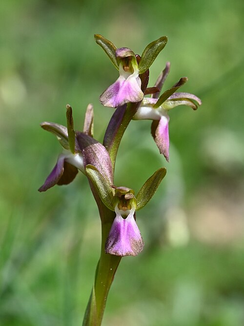 Anacamptis collina: Anacamptis collina in Quentar, Andalusia