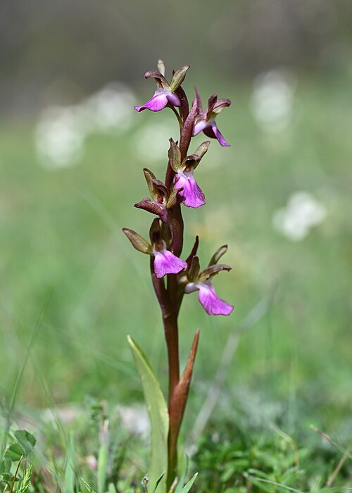 Anacamptis collina: Anacamptis collina in Quentar, Andalusia