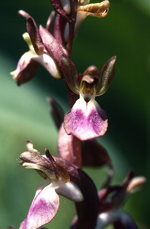 Anacamptis collina: Anacamptis collina