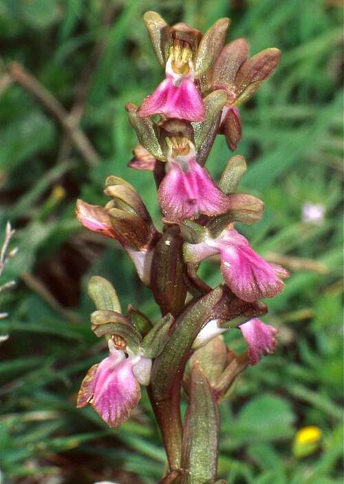 Anacamptis collina: Almeria Province, Andalusia, SPAIN Scanned Slide from April 2001