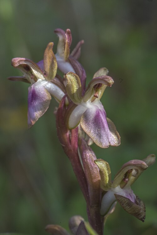Anacamptis collina: Anacamptis collina , Kreta