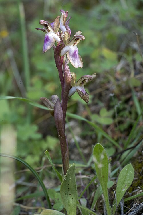 Anacamptis collina: Anacamptis collina , Kreta