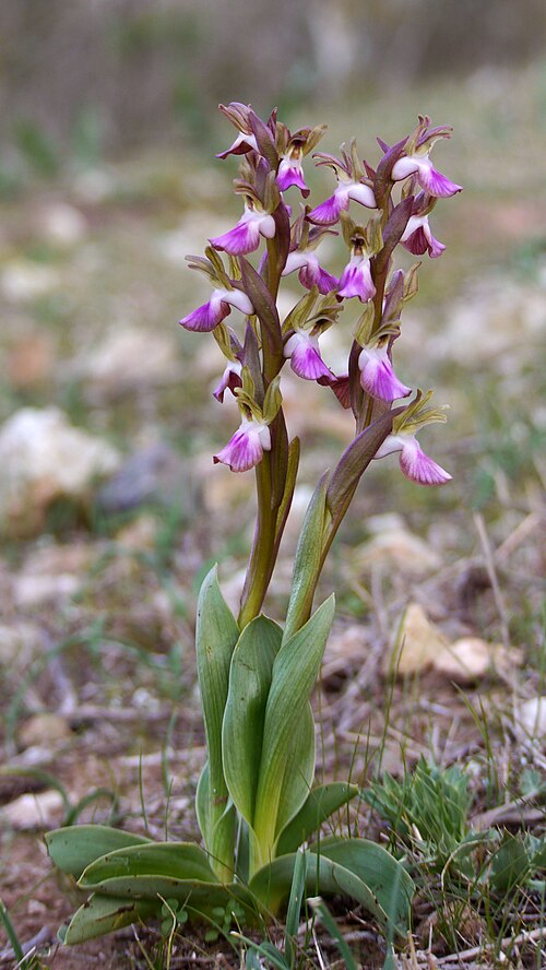 Anacamptis collina: Anacamptis (Orchis) collina en Sierra Gorda, Cartagena