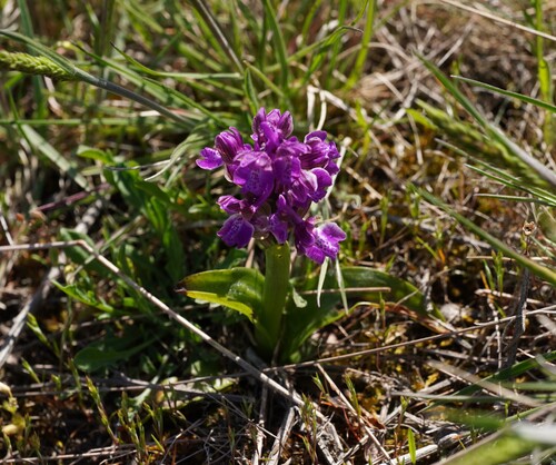 Green-winged orchid (Anacamptis morio)