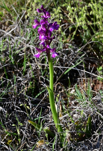 Green-winged orchid (Anacamptis morio)
