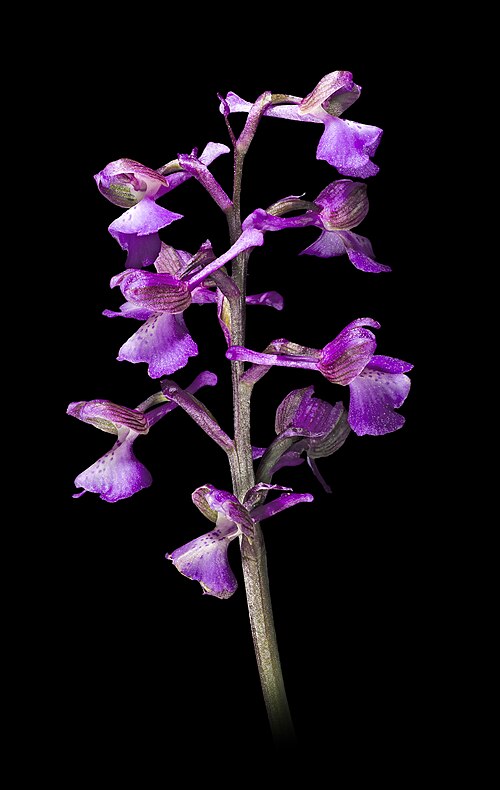 Green-winged orchid: Green-winged Orchid , inflorescence. Locality : Fronton , Haute-Garonne France