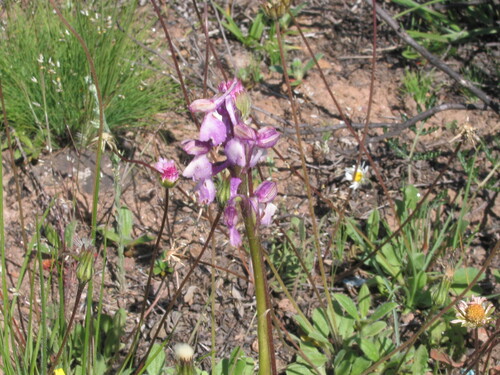 Green-winged orchid (Anacamptis morio)