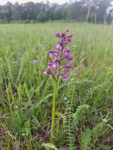 Green-winged orchid (Anacamptis morio)