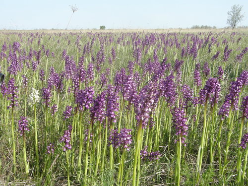 Green-winged orchid (Anacamptis morio)