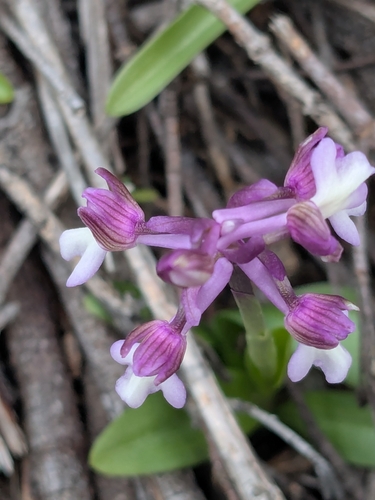 Green-winged orchid