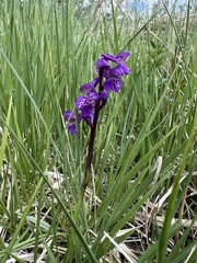 Green-winged orchid (Anacamptis morio)