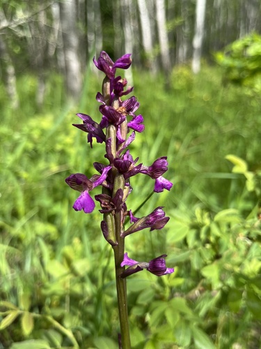 Green-winged orchid (Anacamptis morio)