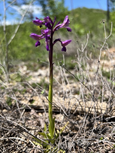 Green-winged orchid (Anacamptis morio)