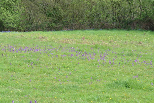 Green-winged orchid (Anacamptis morio)