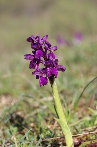 Green-winged orchid (Anacamptis morio)