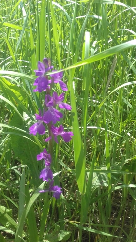 Palustris orchid (Anacamptis palustris)