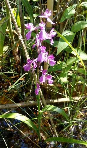 Palustris orchid (Anacamptis palustris)